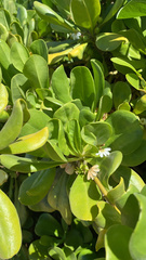 Scaevola taccada