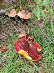 Suillus lakei