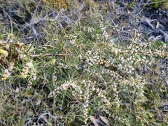 Hakea ulicina