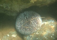 Sphaerechinus granularis