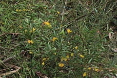 Grevillea chrysophaea