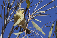 Ptilotula keartlandi
