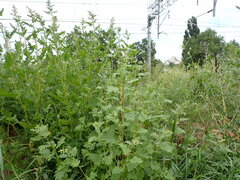 Atriplex tatarica