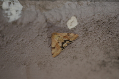 Heliothis phloxiphaga