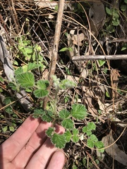 Rubus parvifolius