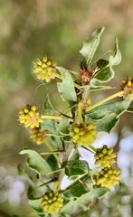 Acacia paradoxa