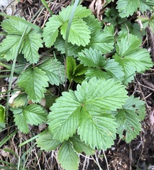 Fragaria
