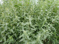 Atriplex tatarica