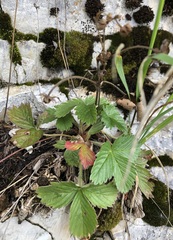Fragaria