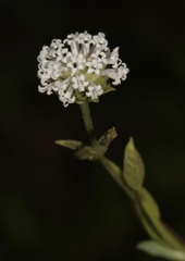 Melanthera nivea