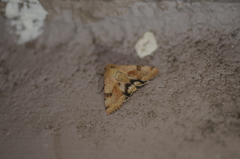 Heliothis phloxiphaga