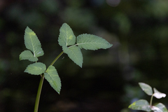 Planera aquatica