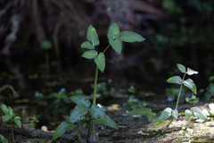 Planera aquatica