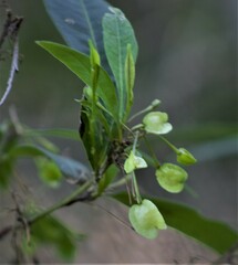 Dodonaea triquetra