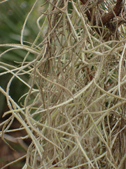 Tillandsia usneoides