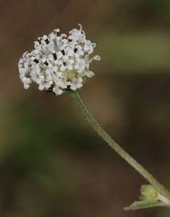 Melanthera nivea