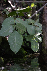 Fraxinus caroliniana
