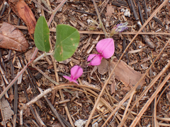 Galactia floridana