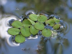 Salvinia minima