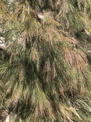 Allocasuarina littoralis