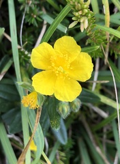 Helianthemum