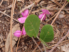Galactia floridana
