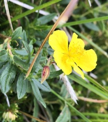 Helianthemum