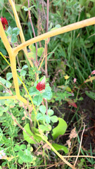 Trifolium incarnatum