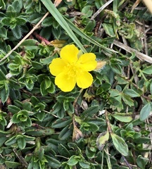 Helianthemum