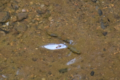 Poecilia reticulata