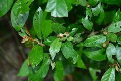 Croton cascarilloides