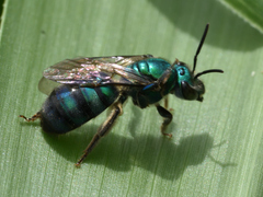 Pseudaugochlora graminea