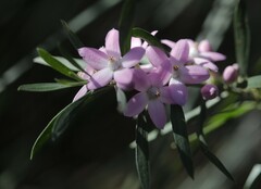 Eriostemon australasius