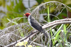 Paroaria capitata