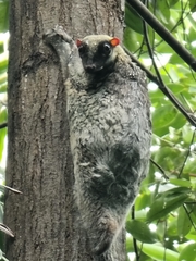 Galeopterus variegatus