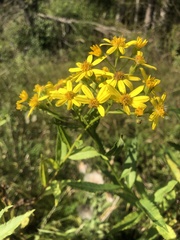 Senecio sarracenicus