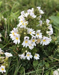 Euphrasia officinalis