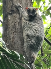 Galeopterus variegatus