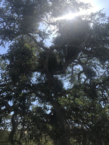 iNaturalist observation photo of blue oak