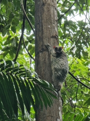 Galeopterus variegatus