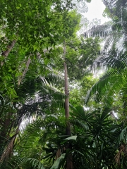 Galeopterus variegatus