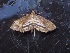 Parapoynx obscuralis