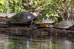 Deirochelyinae