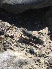 Eusphingonotus japonicus