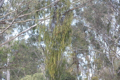 Amyema miquelii