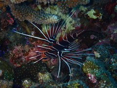 Pterois radiata