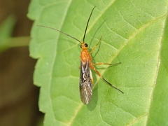 Braconinae