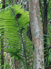 Galeopterus variegatus