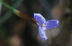 Patersonia