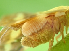 Epiricania hagoromo